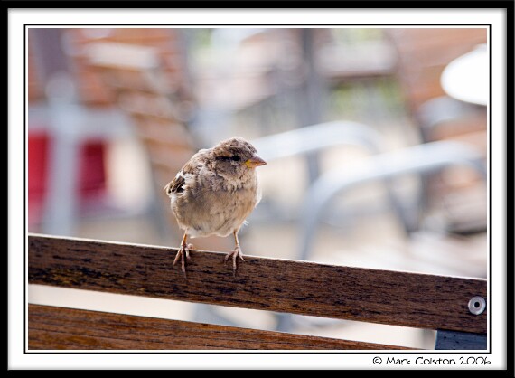 Begging Bird